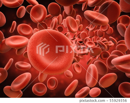 red blood cells in vein 55929356