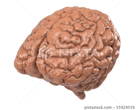 human brain 55929559