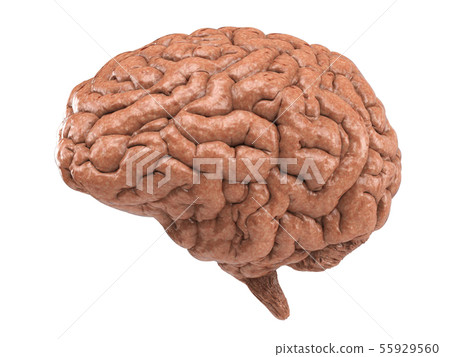human brain 55929560