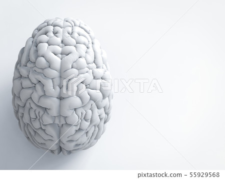 white human brain white human brain 55929568