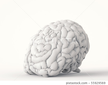 white human brain white human brain 55929569