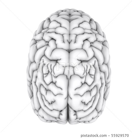 white human brain white human brain 55929570
