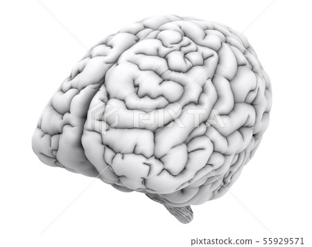 white human brain white human brain 55929571