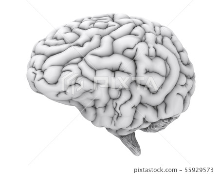 white human brain white human brain 55929573