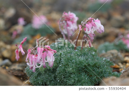 Cumkusa Cumkusa 55930404