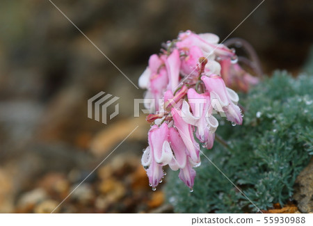 Cumkusa Cumkusa 55930988