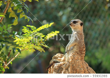 Tobegawa Zoo Meerkat，山口縣宇部市 55931393
