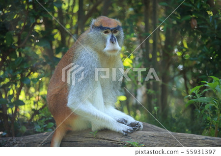 Tobewa Zoo Patas Monkey, Ube City, Yamaguchi Prefecture 55931397