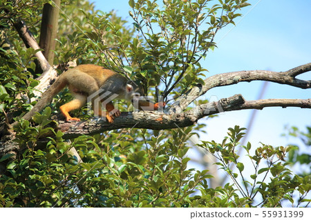 Squirrel monkey, Tobegawa Zoo, Ube City, Yamaguchi Prefecture 55931399