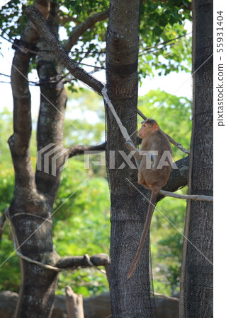 山口縣宇部市常磐動物園帽子猴子 山口縣宇部市常磐動物園帽子猴子 55931404