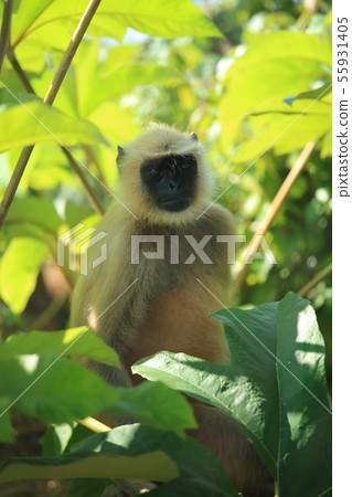 山口縣宇部市Tobegawa動物園的Hanuman Langur 山口縣宇部市Tobegawa動物園的Hanuman Langur 55931405