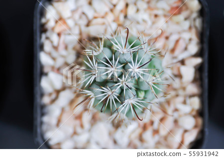 cactus in the flower pot cactus in the flower pot 55931942