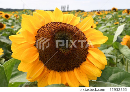 Sunflower field 55932863
