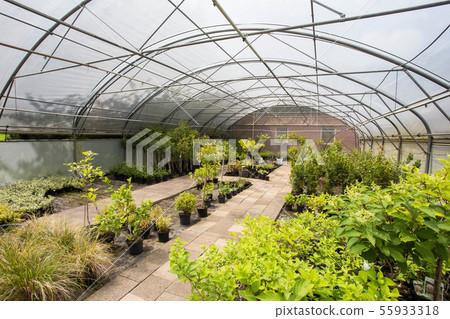 plants growing in greenhouse on a sunny day. Sustainable agriculture concept. 55933318