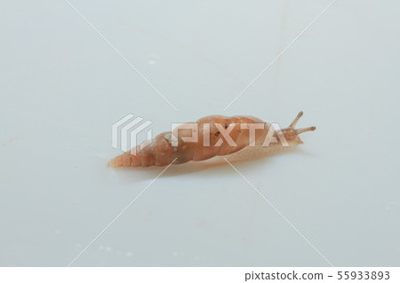 Kisel的傢伙 Kisel的傢伙 55933893