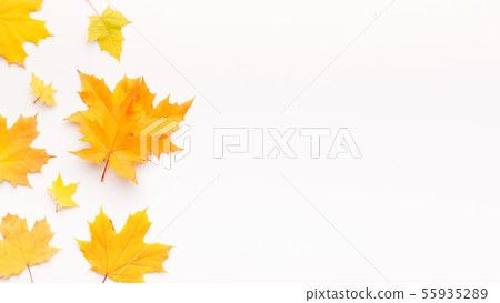 Yellow fallen Maple leaves making frame on white background Yellow fallen Maple leaves making frame on white background 55935289