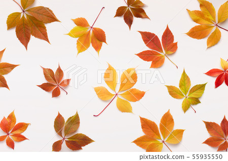 Bright colored grape leaves fallen down on white Bright colored grape leaves fallen down on white 55935550