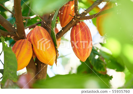 Cacao harvesting theme Cacao harvesting theme 55935760