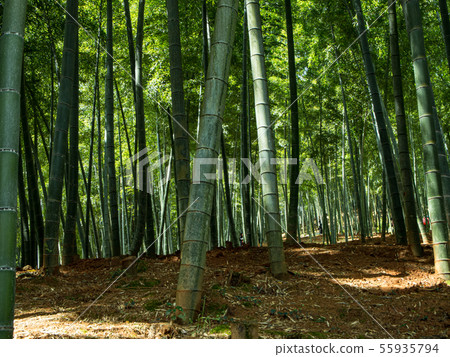  竹林 55935794