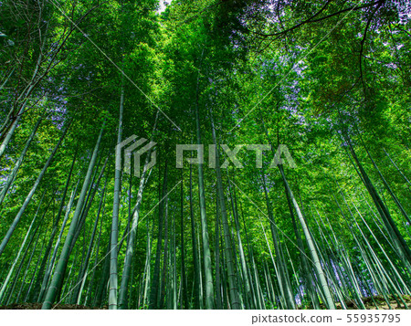 竹林 竹林 55935795