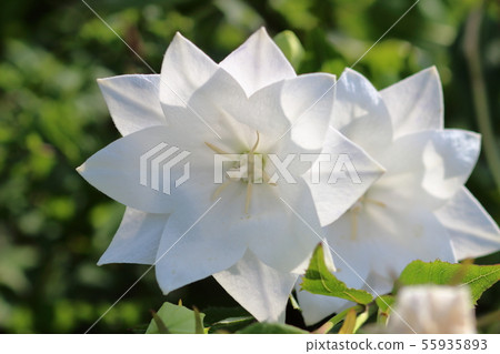 Hakone White 55935893