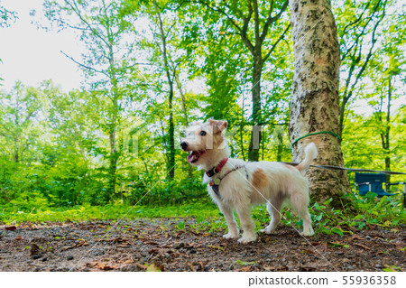 傑克羅素梗犬和野營 傑克羅素梗犬和野營 55936358