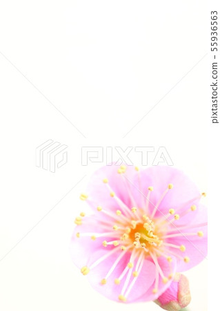 Plum blossom light pink 55936563