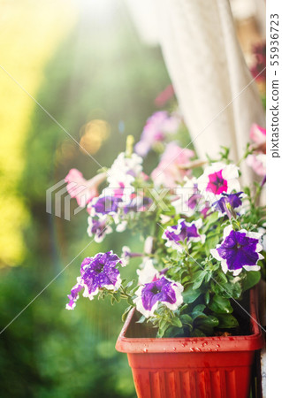 petunia flowers red, pink purple, white flowers in a flower pot on the balcony in the sunlight. petunia flowers red, pink purple, white flowers in a flower pot on the balcony in the sunlight. 55936723