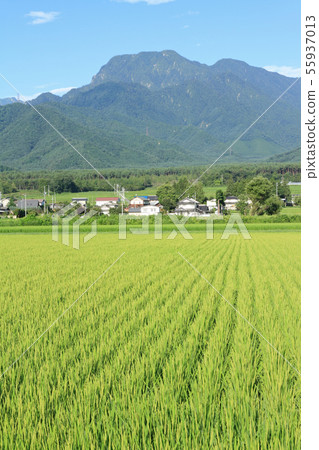 Azumino夏天在北阿爾卑斯山 Azumino夏天在北阿爾卑斯山 55937013