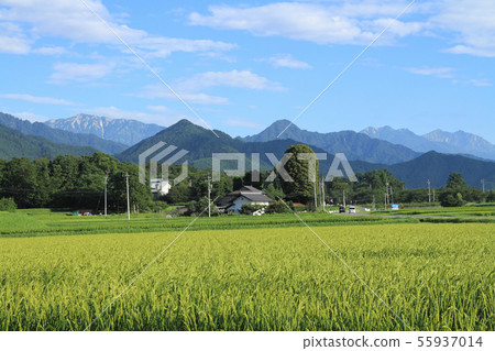 Azumino夏天在北阿爾卑斯山 55937014