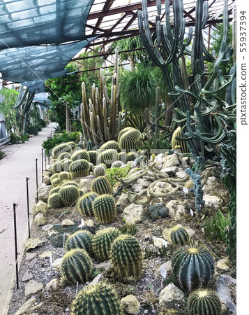 Various cactus in a glass greenhouse for protection in The Conservatory and Botanical Garden Various cactus in a glass greenhouse for protection in The Conservatory and Botanical Garden 55937394