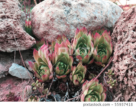 Rectangular arrangement of succulents, cactus succulents in a planter Rectangular arrangement of succulents, cactus succulents in a planter 55937418