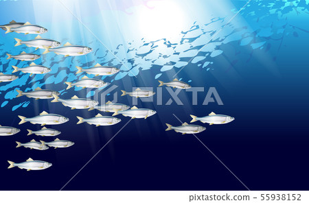 School of herring baltic fish. Marine life 55938152