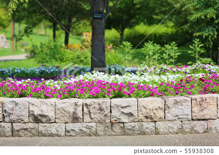 Petunia flower　 55938308