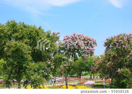 Summer park Sulpsberry flowers 55938526