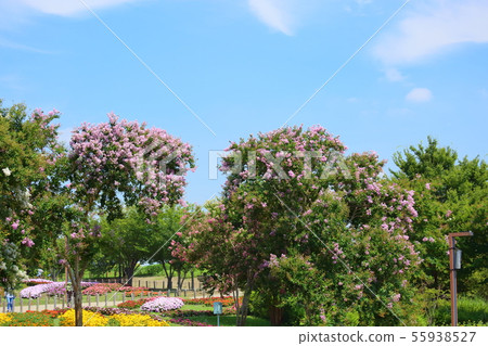 Summer park Sulpsberry flowers 55938527