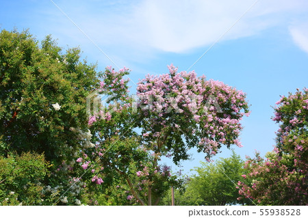 Flower of crape mybs 55938528