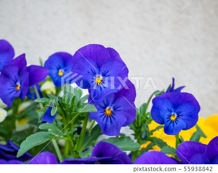 close up the purple flowers in the sunny day close up the purple flowers in the sunny day 55938842