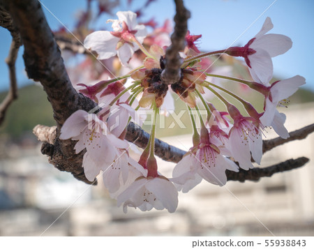 close up pink cherry blossom flowers close up pink cherry blossom flowers 55938843