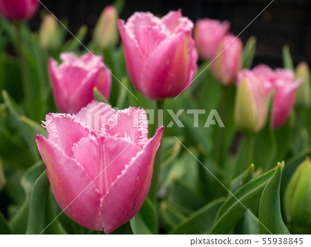 Close up pink tulips in garden Close up pink tulips in garden 55938845
