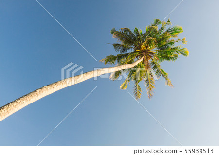 palm trees palm trees 55939513