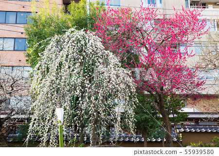 Yushima Tenmangu Yushima Tenjin Ume Festival（東京都文京區）2019年2月 55939580