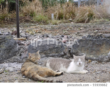 Unzen cat Unzen cat 55939862