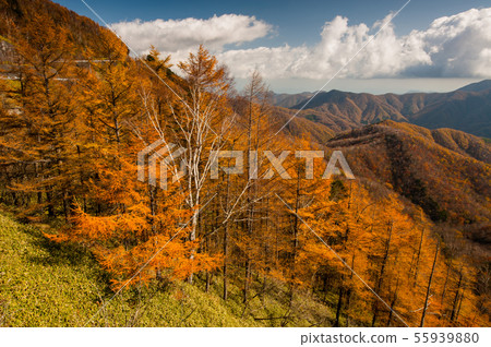 秋天的半月山,半月湖天文台,Hangetsu Mountain停車場,遠足徑,徒步旅行, 秋天的半月山,半月湖天文台,Hangetsu Mountain停車場,遠足徑,徒步旅行, 55939880