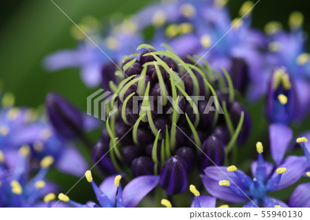 Ooturubo (Shiraperbiana) Ooturubo (Shiraperbiana) 55940130