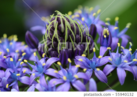 Ooturubo (Shiraperbiana) Ooturubo (Shiraperbiana) 55940132