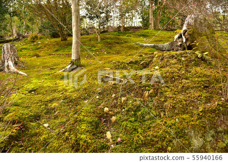 Winter Tenryuji Temple Garden 55940166