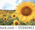sunflower	 55940461