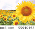 Sunflower field 55940462