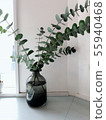 Foliage plant  55940468